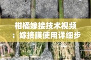 柑橘嫁接技術視頻:嫁接膜使用詳細步驟與操作要點解析 柑橘嫁接技術視頻:嫁接膜使用詳細步驟與操作要點解析